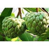 ANAK POKOK BUAH NONA BESAR DAN SEDAP / High Productive Anak Pokok Buah Nona(Custard Apple) / 释迦果