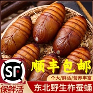 Fresh Cicada Cicada Wild Black Yellow Cicada Cicada Wild Yellow Big Cicada Cicada Wild Black Yellow 