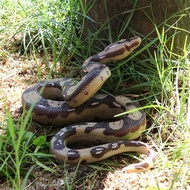 Creative Simulation Python Toy Realistic Python Scary And Vivid Prank Model Python Toy S4p4