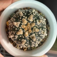 🌵多肉植物 - 寬盾V兜｜無刺仙人掌🌵