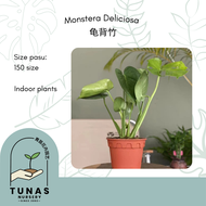 Live Plant Monstera Deliciosa (龟背竹) *READY STOCK*