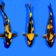 BIBIT IKAN KOI JENIS KI SHOWA SIZE 9-12CM