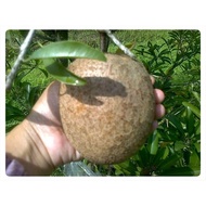 Pokok Ciku Mega Jumbo