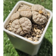 Lithops 7years C189 Gracilidelineata A grade /  7年大母本群岛田荒玉/大母本群生/屁屁生石花 🇲🇾Ready stock