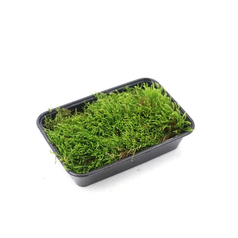 (BUY 2 FREE 1)🔥Terrarium Moss🔥 Hypnum Cupressiforme Moss  ( Terrarium Plant / Paludarium / Vivarium 