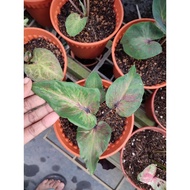 caladium starry night