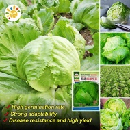 500PCS Organic Iceberg Lettuce Seeds Vegetable Seeds for Planting Biji Benih Salad High Yield Iceber