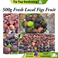 Fresh Local Figs Fruit Buah Tin Segar 500g+-/pack 新鲜无花果