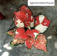 Paket promo bibit bonggol Aglonema dud tricolor / Not aglonema suksom