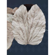 Natural Dried Butterfly Leaves | Leaf Litter for Isopods, Reptiles, Terrariums & Bioactive Setups