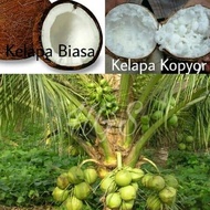 bibit kelapa kopyor genjah kultur jaringan