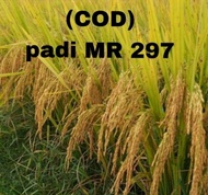 BENIH PADI MR 297 SUPER UNGGUL