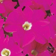10 Biji bunga petunia Pink