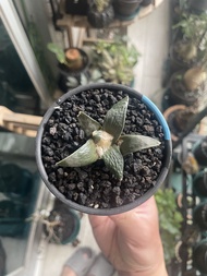 岩牡丹 仙人球 植物 連盆
