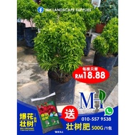 Anak Pokok Tong Emas / Euodia Cultivar / 一桶金 by MH Landscape Supplies [FOC MH PLANT REINFORCER FERTI