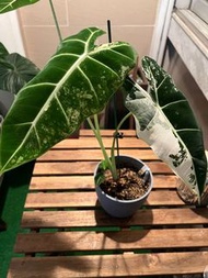 Alocasia Frydek Variegated