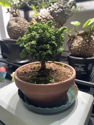 石化檜 盆景 室內植物