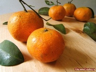 benih/bibit/biji jeruk Mandarin imperial ponkam