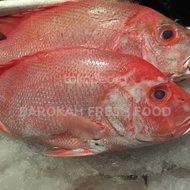 IKAN KAKAP MERAH FRESH BERKUALITAS JUMBO