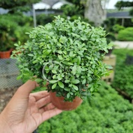 TKL - Pearl Murraya/Murraya Exotica/ Murraya Microphylla (Fine Leaves) 珍珠九里香/大叶九里香/达摩细叶九里香 “ 一粒金 ”