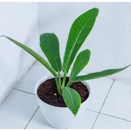 tanaman philodendron linet zerckk 9223kl