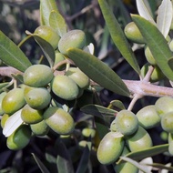 Anak pokok Zaitun / Zaiton / Olive Tree Kalamata - pokok stabil (Olive live plant)