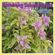 ﹊ ▥ ❖ SALE!!! RARE ROOTED BOUGAINVILLEA
