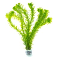 Egeria Densa Hydrilla Aquatic Plant Tumbuhan Akuatik