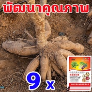 ผลผลิตเพิ่มเป็น10เท่า ฮอร์โมนมันสำปะหลัง ผงนัวฉีดมัน ปุ๋ยเร่งหัวมัน ขยายตัวอย่างรวดเร็ว ต้านทานโรค เ