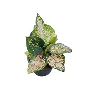 อัญมณีสามสี 5-6 ใบ (Aglaonema tricolor) กระถาง 6 นิ้ว อัญมณี 3 สี