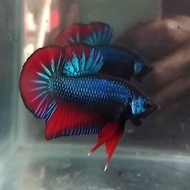 ikan hias cupang plakat warna dasar cupang bagus bervariasi