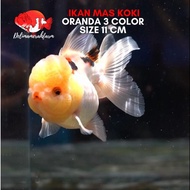 IKAN MAS KOKI ORANDA 3 COLOR SIZE 10-11 CM GOOD COLOR BERGARANSI