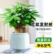 Fortune Tree Planting Indoor Three Big Trees Good Luck Pot Rod Four Seasons Evergreen Potted Flower 