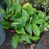 pokok kunyit hitam/kunyit hitam