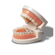 Deep tooth consultation, orthodontic consultation jaw, practice jaw [WHOLESALE]