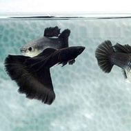 guppy AFR paket sepasang siap kawin albino full red - black Moscow, jantan BONUS PAKAN