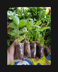 bibit strawberry jumbo isi 3bibit strawberry jumbo manis dan segar berkualitas