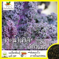 เมล็ดพันธุ์ คะน้าเคล ใบหยัก สการ์เล็ต สีม่วง 30 เมล็ด Kale Scarlet เมล็ดพันธุ์แท้ นำเข้าจากต่างประเท