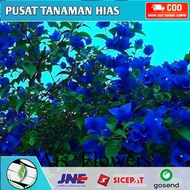 Bibit Bunga Tanaman Hias Bunga Bougenville Bunga Biru-Bugenvil stek