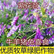 果園綠肥種籽光葉紫花苕毛苕子牛羊豬兔養殖飼草蜜源四季牧草種子 種籽tqxy