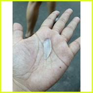 ☜ ▶ ✯ Mutya ng Linta na Clear pampaswerte