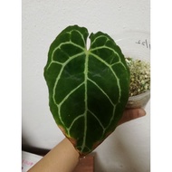 Anthurium Dark Form Real Plant / Pokok hidup