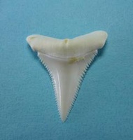 大白鯊牙 GW181.28  2.8公分 (1-1/8英吋)長 Great White Shark Tooth 稀有!