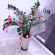 金錢樹盆栽植物 money wealth pot plant 🪴 with CNY lunar new year decoration 連新年掛飾，招財小貓公仔最近 lucky symbol kitt