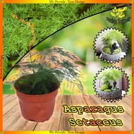 Asparagus Setaceus(文竹) Plant Ornamental Foliage Indoor Plant Prefer Semi-Shade Sunlight Requires Little Water