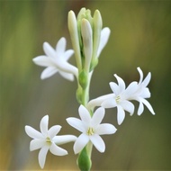 Pokok Bunga Harum Sundal Malam / Tuberose Flower