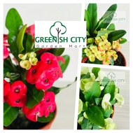 GNC - Euphorbia Milli Live Plant Pokok