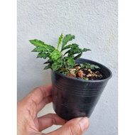 Euphorbia Decaryi Cristata邹叶麒麟