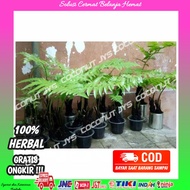 bibit pakis sayur-bibit sayur pakis-bibit sayuran pakis-bibit tanaman pakis sayur siap tanam mantap
