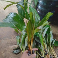 bibit pohon aren genjah pohon aren isi 15